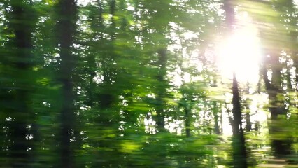 Point of view from the window of moving automobile on green forest at sunny daytime. Sunlight breaking through trees at summer day. Beautiful nature at background. Close up Slow motion