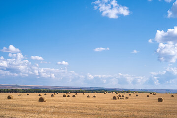 Obraz premium twisted haystacks on a yellow autumn field