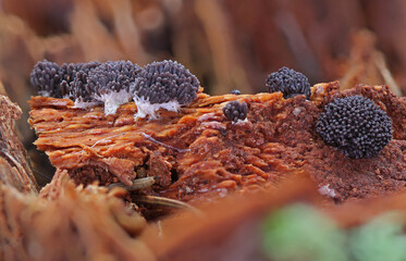 Fototapeta premium Tiny colorful wild forest mushrooms closeup