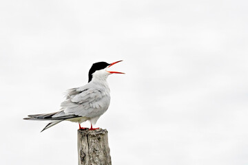 Common Tern (Sterna hirundo), Greece