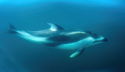 Naklejka premium Pacific White-sided Dolphin