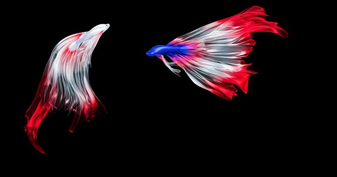 White fighting fish, long flowing red tail, has large red spots, looks like a Tanjo koi fish. Small beautiful fish. Popularly raised to watch or play fighting sports in the past. 3D Rendering.