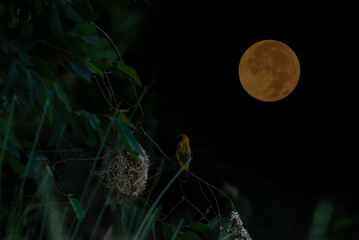 Full moon with small bird silhouette on tree branch.