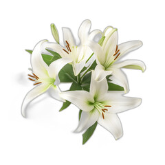 Obraz premium lilies isolated on transparent or white background
