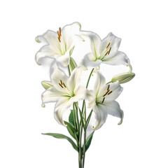 Fototapeta na wymiar lilies isolated on transparent or white background