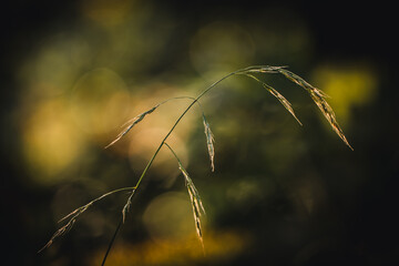 Dry blade of grass at sunset. Macro flower. Blurred background.