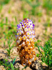 Cistanche medicinal flower, a rare medicinal plant in the desert. Cistanche flower close-up.