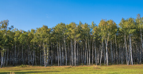 birch grove at the end of summer