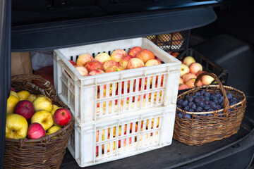Boxes and busket with picked apples and basket of plums are inside the trunk of car. Life in the suburbs. Harvest autumn. Horticulture. Fruit picking