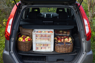 Boxes and busket with picked apples and basket of plums are inside the trunk of car. Life in the suburbs. Harvest autumn. Horticulture. Fruit picking