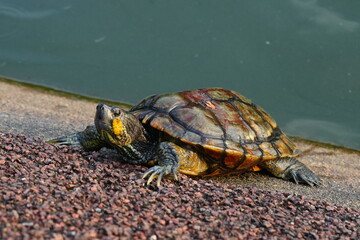 Baby Red Eared Slider Habitat| turtle|紅耳龜	