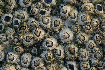 Amphibalanus reticulatus, also known as the reticulated barnacle, is a species of barnacle that...