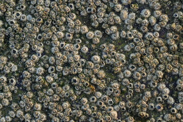 Amphibalanus reticulatus, also known as the reticulated barnacle, is a species of barnacle that belongs to the family Balanidae. |網紋藤壺