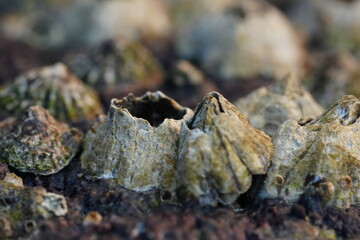 Amphibalanus reticulatus, also known as the reticulated barnacle, is a species of barnacle that belongs to the family Balanidae. |網紋藤壺