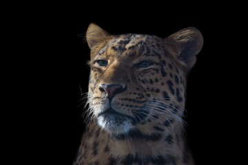 Chinese leopard, Panthera pardus japonensis portrait on a black background