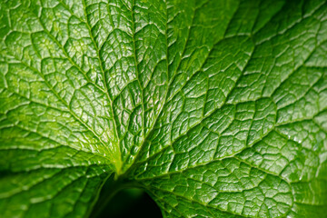 Leaf structure with natural pattern of Garlic mustard (Alliaria petiolata), a biennial flowering plant in the mustard family (Brassicaceae). Monochrome macro close up in shades of green.