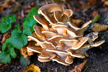 Giant or black-staining polypore (Meripilus giganteus) is a bracket fungus in the family...