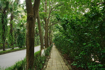 Walking Path Surrounded By Beautiful Green Trees in Bat Trang, Hanoi, Vietnam - ベトナム ハノイ バッチャン村 緑に囲まれた道