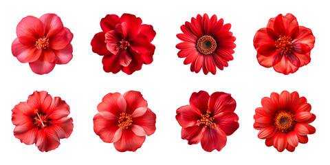 Collection of various red flowers isolated on a transparent background