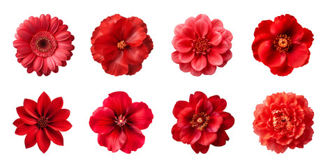 Collection of various red flowers isolated on a transparent background