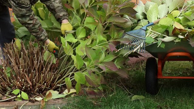 A gardener in yellow gloves trims the branches of a large-leaved hydrangea with garden pruners at the end of October to prepare the plant for the winter cold