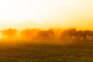 Fototapeta na wymiar View of wild horses at sunset. (Yılkı Atları). Kayseri. Turkey.