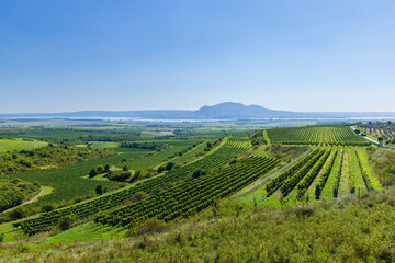 Fototapeta na wymiar Vineyards under Palava, Southern Moravia, Czech Republic