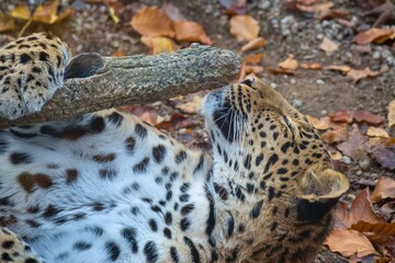 Chinese leopard, Panthera pardus japonensis in autumn leaves