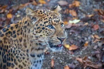 Chinese leopard, Panthera pardus japonensis in autumn leaves