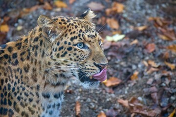 Chinese leopard, Panthera pardus japonensis in autumn leaves