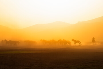 View of wild horses at sunset. (Yılkı Atları).  Kayseri. Turkey.