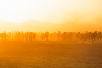View of wild horses at sunset. (Yılkı Atları).  Kayseri. Turkey.