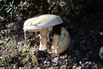 Maderuelo