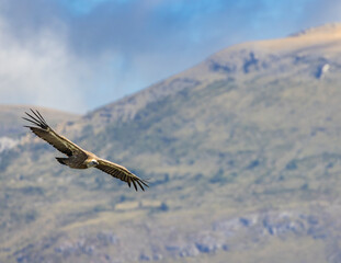 Griffon vulture in Canyon of Verdon River (Verdon Gorge) in Provence, France