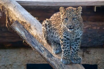 Chinese leopard, Panthera pardus japonensis. International Leopard Day, is celebrated on February 13 every year. Celebrating and protecting leopards.