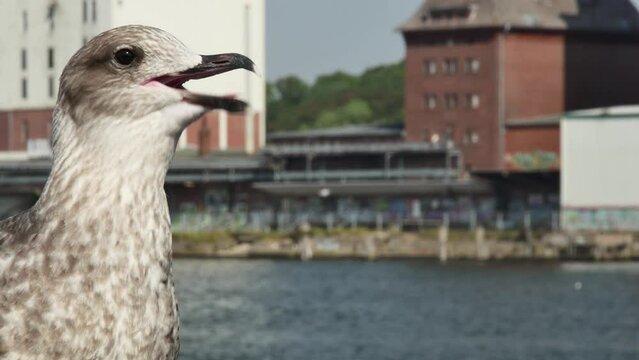 screaming seagull in the harbor, macro
