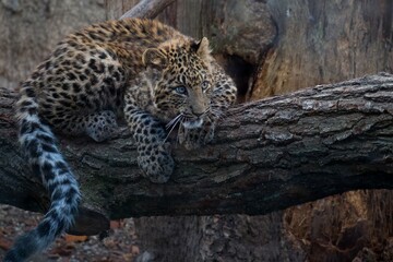 Chinese leopard, Panthera pardus japonensis. International Leopard Day, is celebrated on February 13 every year. Celebrating and protecting leopards.