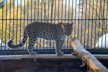 Chinese leopard, Panthera pardus japonensis. International Leopard Day, is celebrated on February...