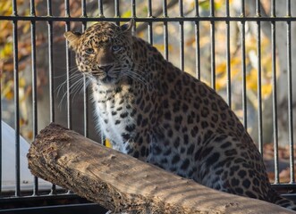 Chinese leopard, Panthera pardus japonensis. International Leopard Day, is celebrated on February 13 every year. Celebrating and protecting leopards.