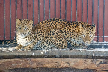 Chinese leopard, Panthera pardus japonensis. International Leopard Day, is celebrated on February 13 every year. Celebrating and protecting leopards.