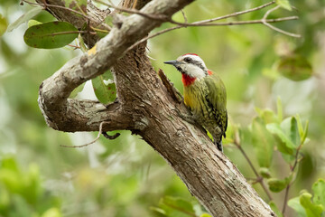 Cuban green woodpecker (Xiphidiopicus percussus) is a species of woodpecker in the family Picidae...