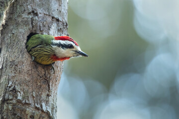 Cuban green woodpecker (Xiphidiopicus percussus) is a species of woodpecker in the family Picidae...