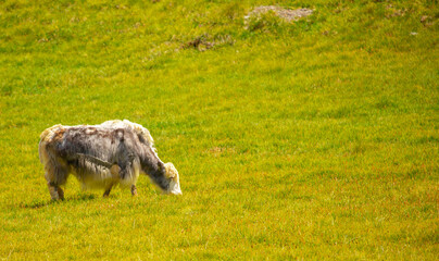 Fototapeta premium A herd of yaks graze in the mountains. Himalayan big yak in a beautiful landscape. Hairy cow cattle wild animal in nature in Tibet. Sunny summer day in the wild. Farm animal in Nepal and Tibet.