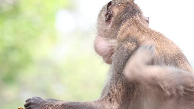 Macaque eats banana in tropical nature, Thailand