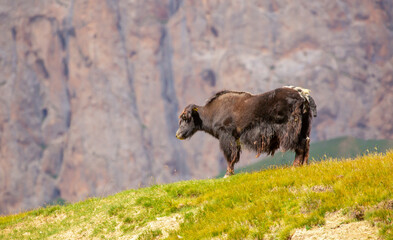 A herd of yaks graze in the mountains. Himalayan big yak in a beautiful landscape. Hairy cow cattle wild animal in nature in Tibet. Sunny summer day in the wild. Farm animal in Nepal and Tibet.