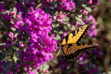 Eastern Tiger Swallowtail