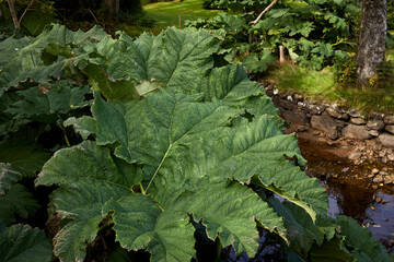 An enormouse, healthy Gunner plant growing by the shore of Loch Goil at  Carrick Castle