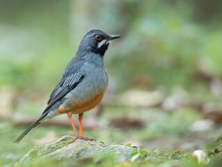 The red-legged thrush (Turdus plumbeus) is a species of bird in the family Turdidae.