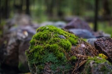 stone overgrown with green moss in the forest