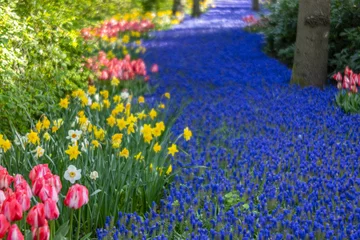 Foto auf Acrylglas Muscari flowers (Muscari armeniacum) and Narcissus jonquilla, rush narcis in Keukenhof flower garden, Lisse, Netherlands © Richard Semik